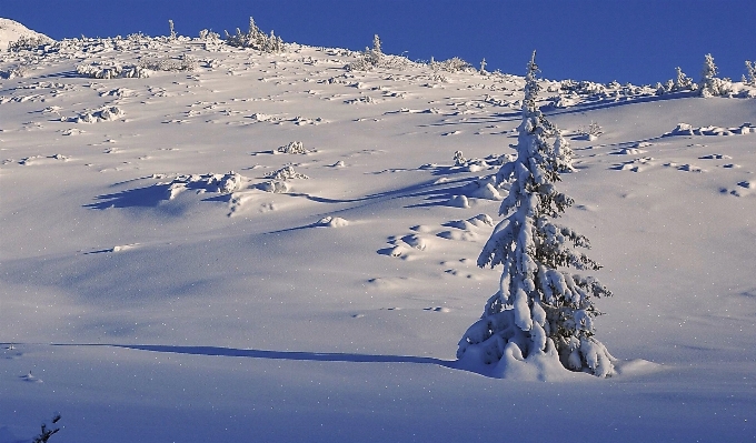 Landscape tree mountain snow Photo