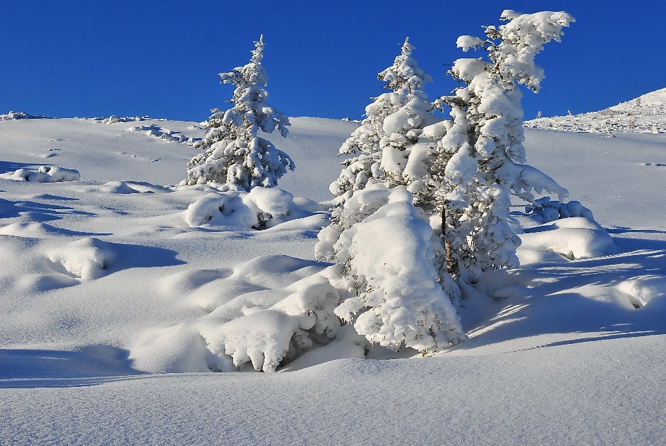 Paisagem árvore montanha neve