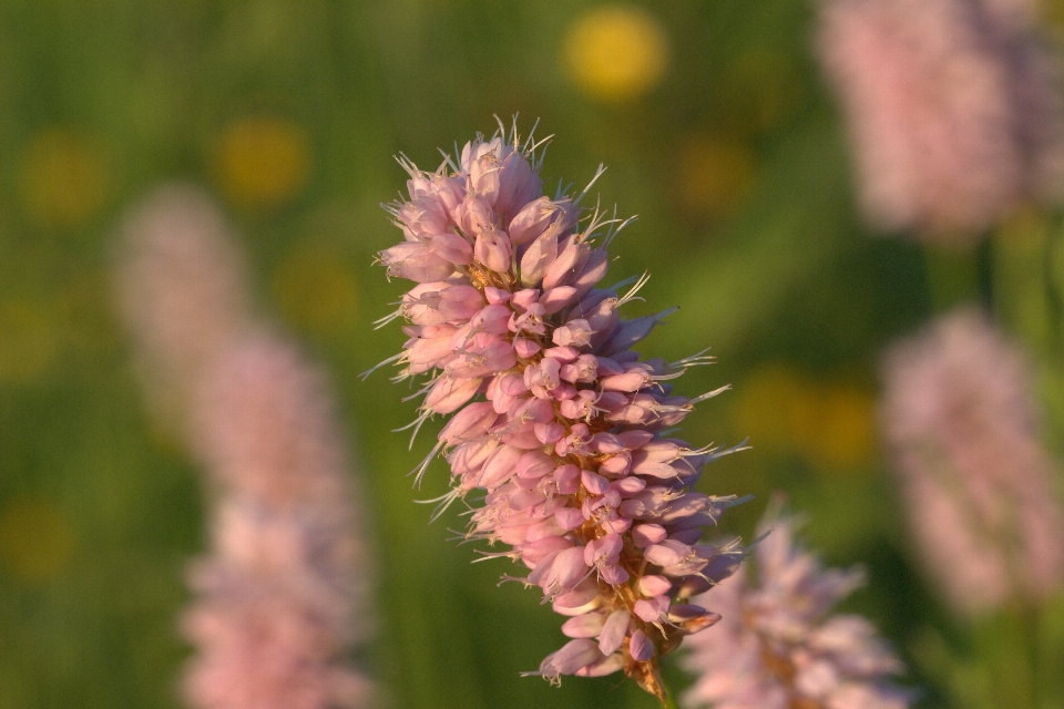 Nature grass blossom plant