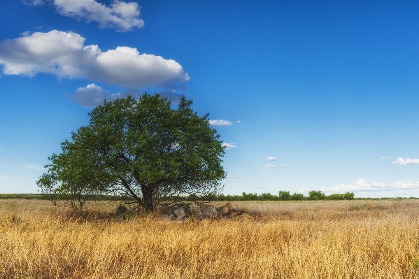 Landscape tree nature grass Photo