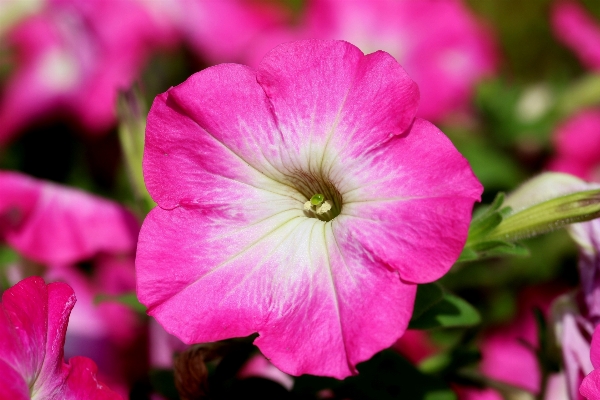 Landscape nature blossom plant Photo