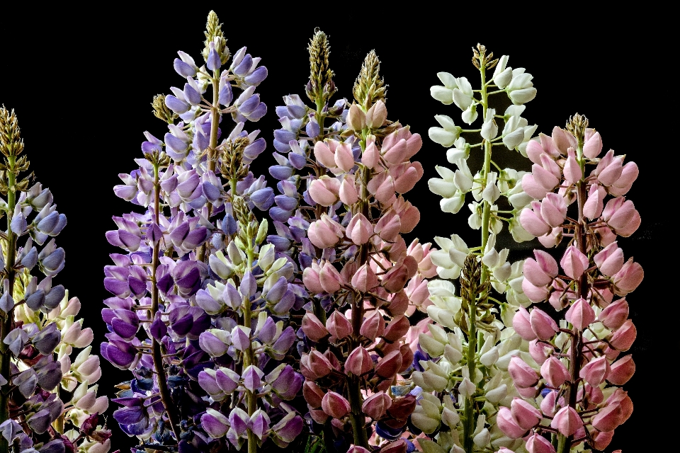 Natur blüte anlage weiss