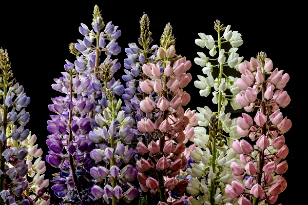 自然 花 植物 白 写真