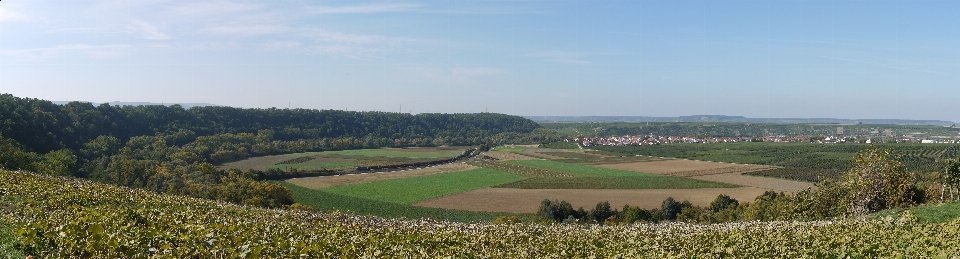 Landschaft wald struktur feld