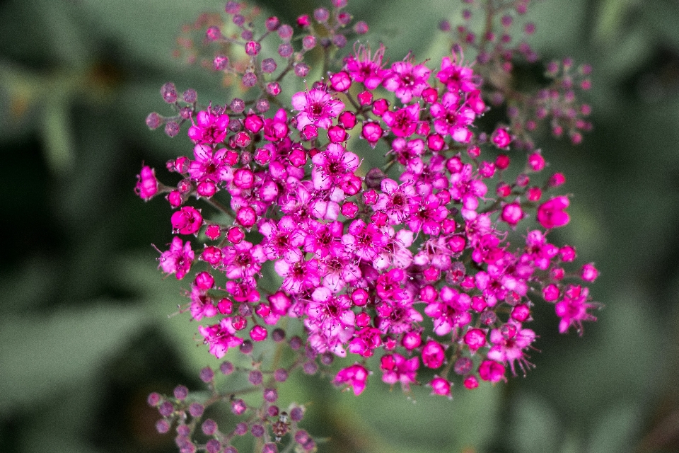 自然 アウトドア 花 成長