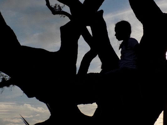 Tree nature silhouette people Photo