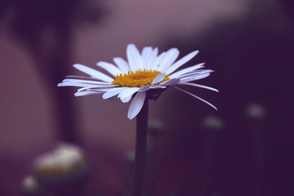 花 植物 写真撮影 日光