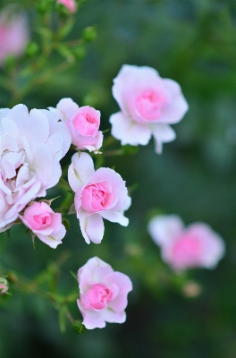 自然 花 植物 花弁 写真