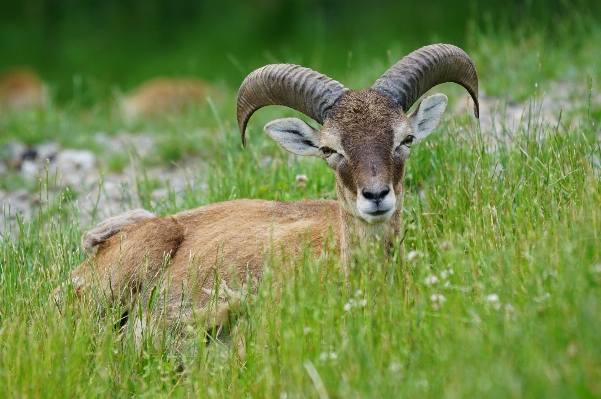 Grass meadow prairie male Photo