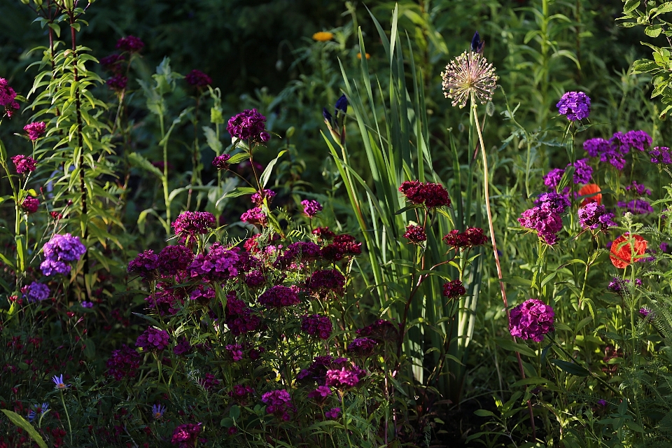 Nature plant sun meadow