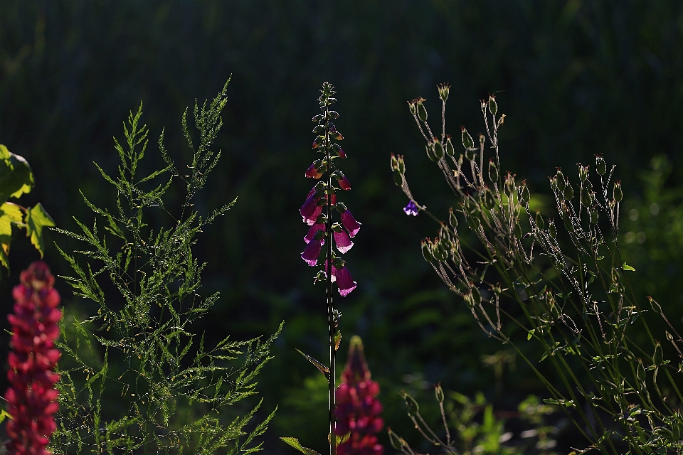 Natur gras anlage sonne