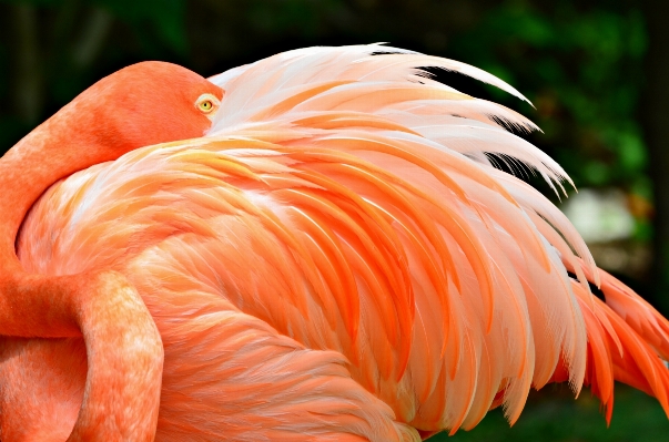 自然 鳥 羽 動物 写真