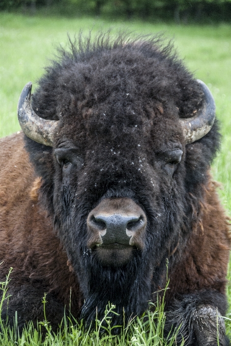 Travel wildlife pasture grazing