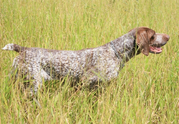 Köpek memeli weimaraner
 av köpeği
 Fotoğraf