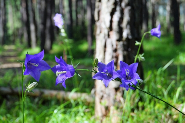 Nature blossom plant meadow Photo