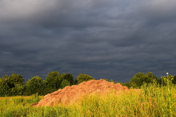 Landschaft baum natur gras Foto