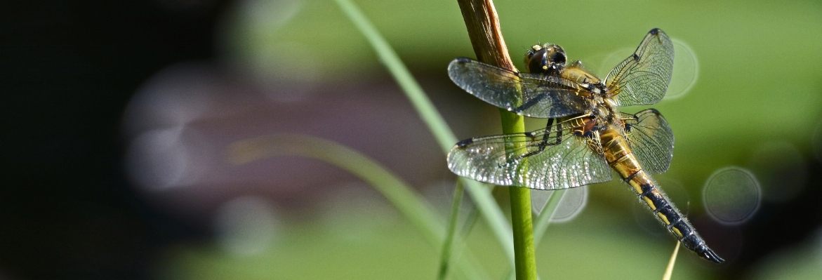 Nature grass wing photography Photo