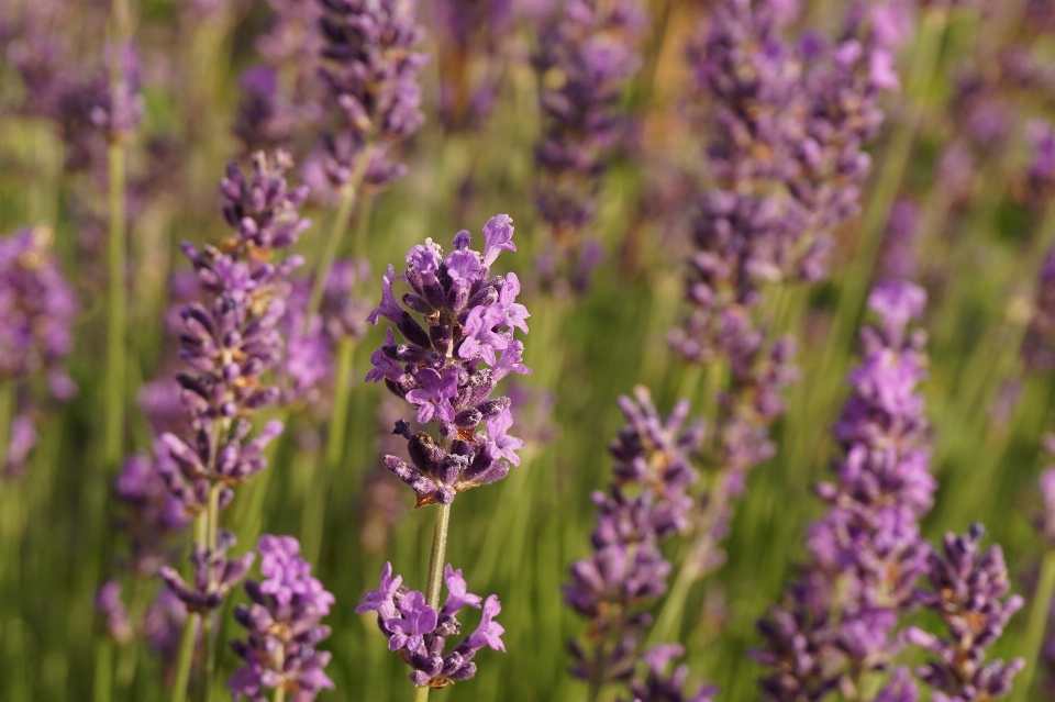 Nature usine prairie
 fleur