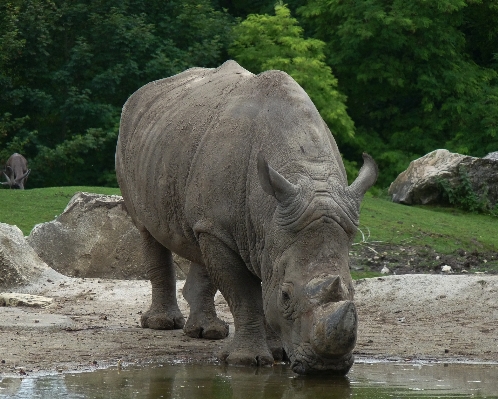 Recreation wildlife zoo africa Photo