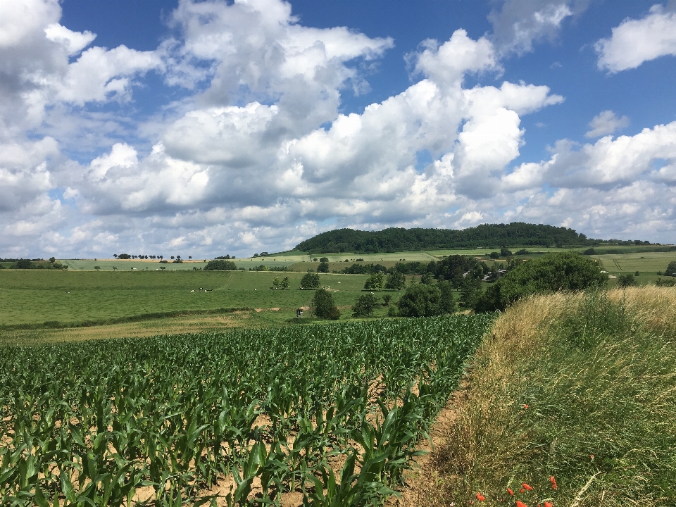 Landschaft natur gras horizont