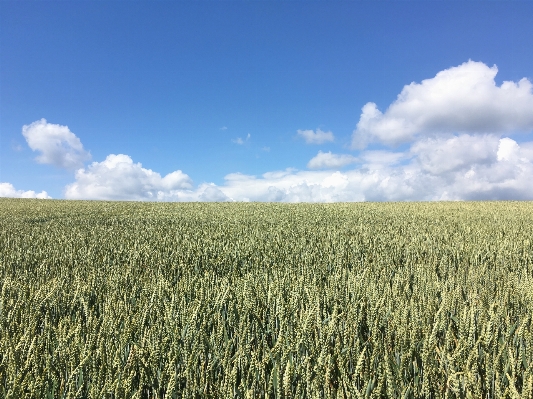 Landscape grass horizon plant Photo