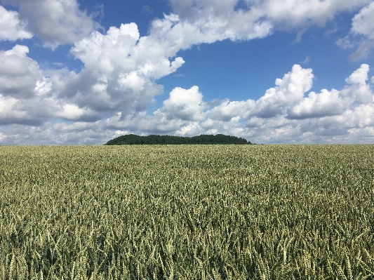 Landscape nature forest grass Photo