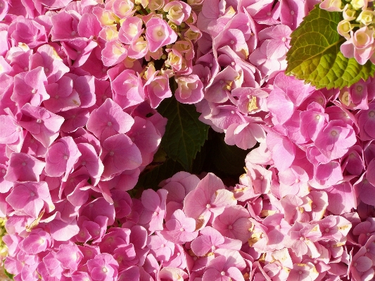 Foto Rama florecer planta flor