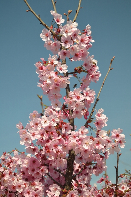 Paysage nature bifurquer fleurir