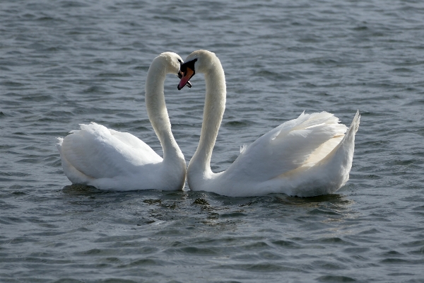 Landscape water nature bird Photo