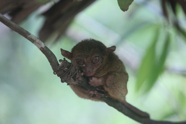 Branch wildlife mammal fauna Photo