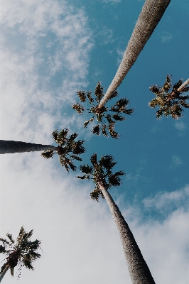 Tree nature branch cloud Photo