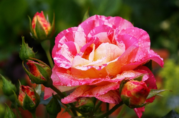 Nature blossom plant rain Photo