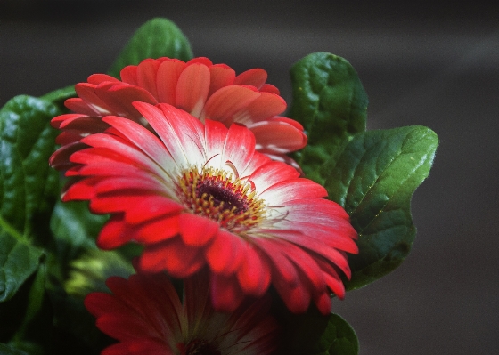 Nature blossom plant photography Photo