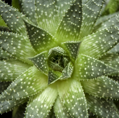 Foto Natureza cacto
 plantar estrela