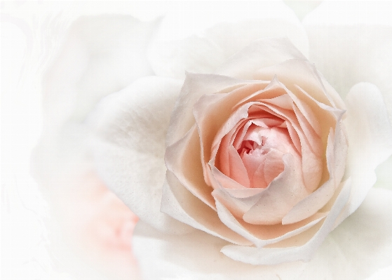 手 自然 花 植物 写真