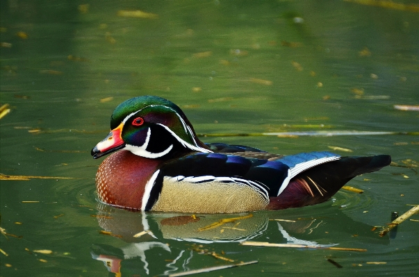 水 自然 鳥 湖 写真