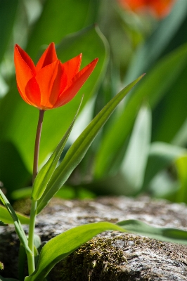 Nature grass blossom plant Photo