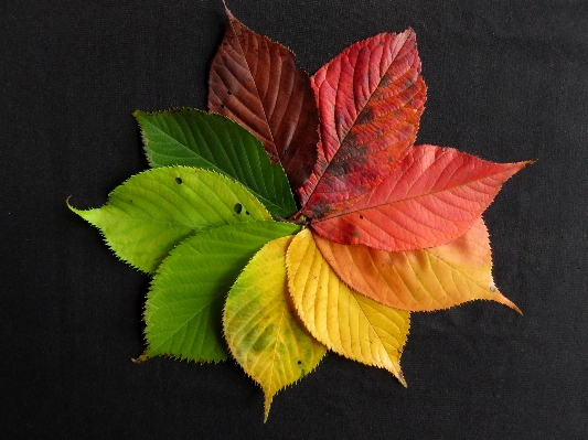 Tree plant leaf flower Photo