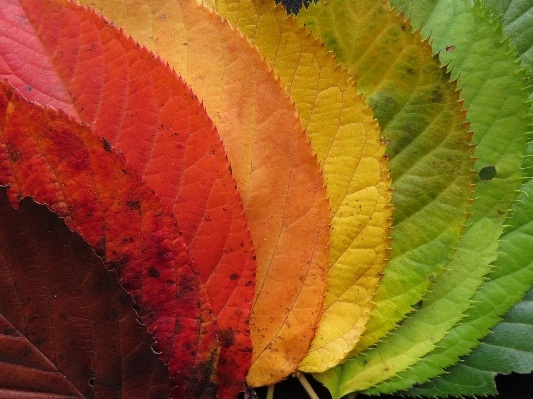 Plant leaf fall flower Photo