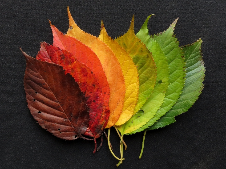 Plant leaf fall flower