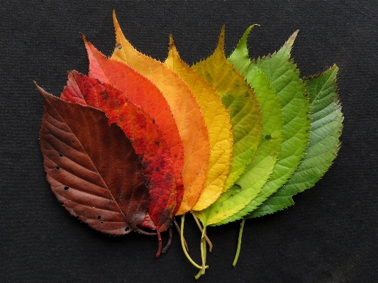 Plant leaf fall flower Photo