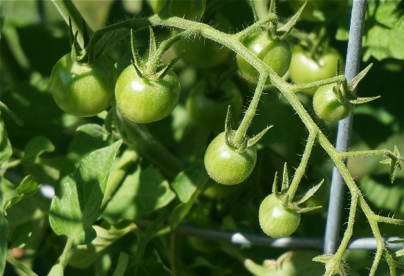 Photo Nature usine vine fruit