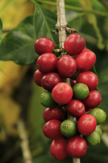 Nature coffee plant fruit