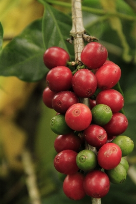 Nature coffee plant fruit Photo