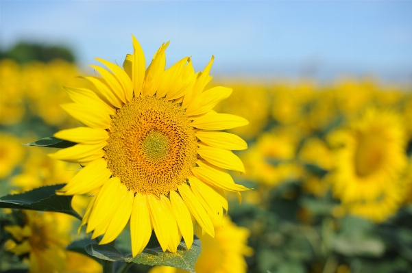 Plant field flower produce Photo