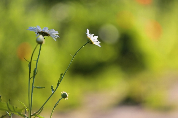 Nature grass blossom plant Photo