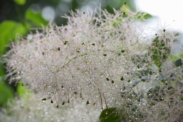 水 花 植物 雨 写真