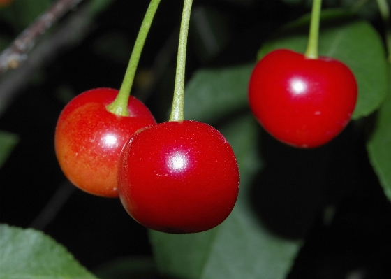 Foto Pohon alam tanaman buah