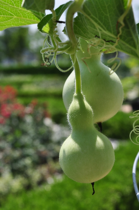 植物 水果 花 食物