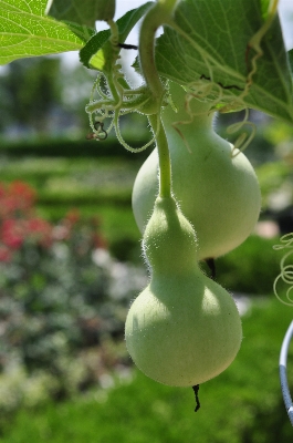 Plant fruit flower food Photo